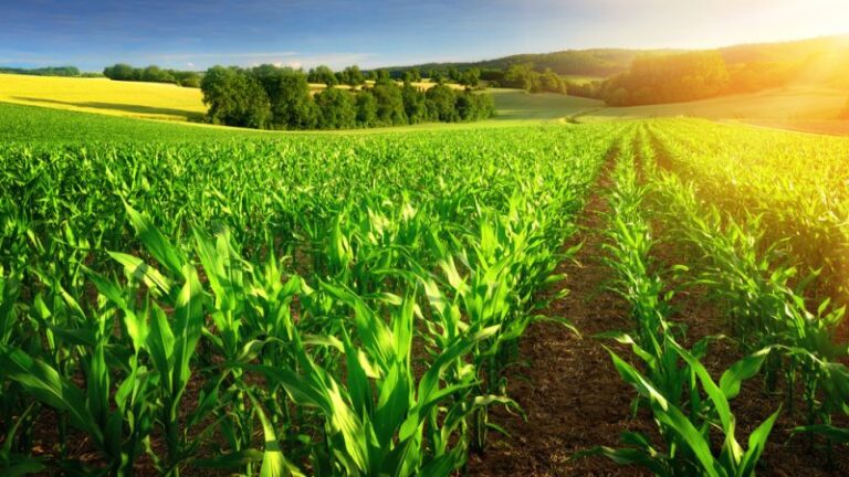 Agroecology – the next evolution in food systems